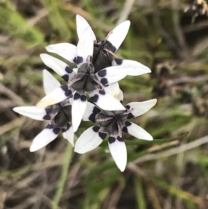 Wurmbea dioica subsp. dioica at Kambah, ACT - 5 Nov 2022