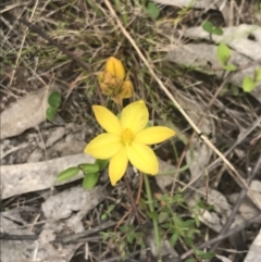 Bulbine bulbosa (Golden Lily, Bulbine Lily) at Kambah, ACT - 5 Nov 2022 by Tapirlord