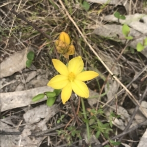 Bulbine bulbosa at Kambah, ACT - 5 Nov 2022