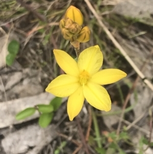 Bulbine bulbosa at Kambah, ACT - 5 Nov 2022