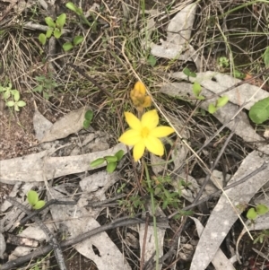 Bulbine bulbosa at Kambah, ACT - 5 Nov 2022 12:37 PM