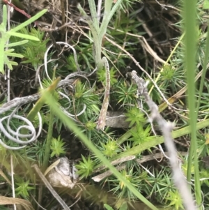 Acrotriche serrulata at Kambah, ACT - 5 Nov 2022