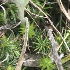 Acrotriche serrulata at Kambah, ACT - 5 Nov 2022