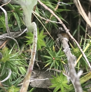 Acrotriche serrulata at Kambah, ACT - 5 Nov 2022