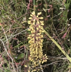 Lomandra multiflora (Many-flowered Matrush) at Kambah, ACT - 5 Nov 2022 by Tapirlord