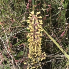 Lomandra multiflora (Many-flowered Matrush) at Mount Taylor - 5 Nov 2022 by Tapirlord