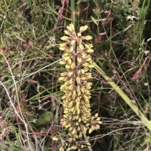 Lomandra multiflora at Kambah, ACT - 5 Nov 2022