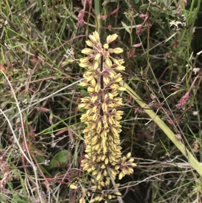 Lomandra multiflora (Many-flowered Matrush) at Mount Taylor - 5 Nov 2022 by Tapirlord