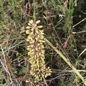 Lomandra multiflora at Kambah, ACT - 5 Nov 2022