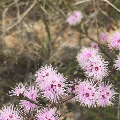 Kunzea parvifolia (Violet Kunzea) at Mount Taylor - 5 Nov 2022 by Tapirlord