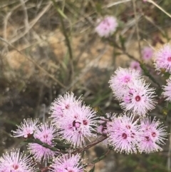 Kunzea parvifolia (Violet Kunzea) at Kambah, ACT - 5 Nov 2022 by Tapirlord