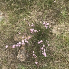 Kunzea parvifolia at Kambah, ACT - 5 Nov 2022 12:29 PM