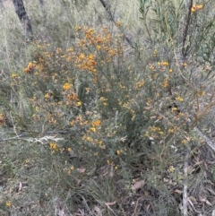 Mirbelia oxylobioides (Mountain Mirbelia) at Cook, ACT - 1 Dec 2022 by lbradley