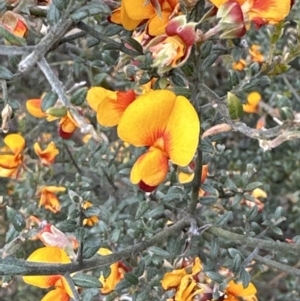 Mirbelia oxylobioides at Cook, ACT - 1 Dec 2022