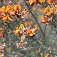 Mirbelia oxylobioides at Cook, ACT - 1 Dec 2022