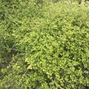 Rubus parvifolius at Kambah, ACT - 5 Nov 2022