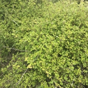 Rubus parvifolius at Kambah, ACT - 5 Nov 2022 12:28 PM