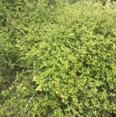 Rubus parvifolius (Native Raspberry) at Kambah, ACT - 5 Nov 2022 by Tapirlord
