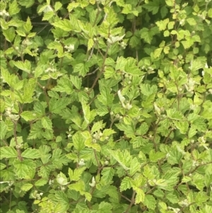 Rubus parvifolius at Kambah, ACT - 5 Nov 2022 12:28 PM