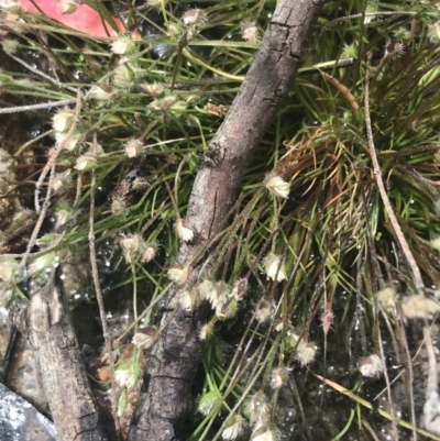 Centrolepis strigosa (Hairy Centrolepis) at Mount Taylor - 5 Nov 2022 by Tapirlord