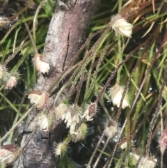 Centrolepis strigosa at Kambah, ACT - 5 Nov 2022 12:22 PM