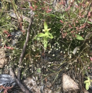 Centrolepis strigosa at Kambah, ACT - 5 Nov 2022 12:22 PM