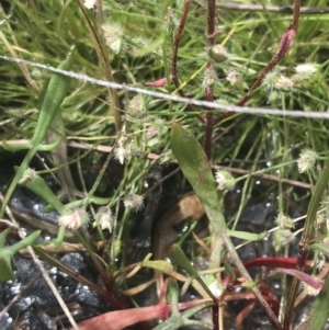 Centrolepis strigosa at Kambah, ACT - 5 Nov 2022