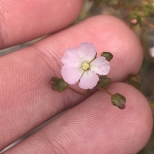 Drosera auriculata at Fisher, ACT - 5 Nov 2022