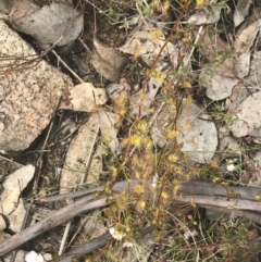 Drosera auriculata at Fisher, ACT - 5 Nov 2022