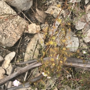 Drosera auriculata at Fisher, ACT - 5 Nov 2022