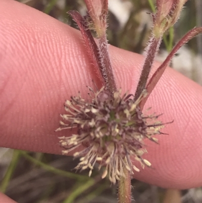 Opercularia hispida (Hairy Stinkweed) at Mount Taylor - 5 Nov 2022 by Tapirlord