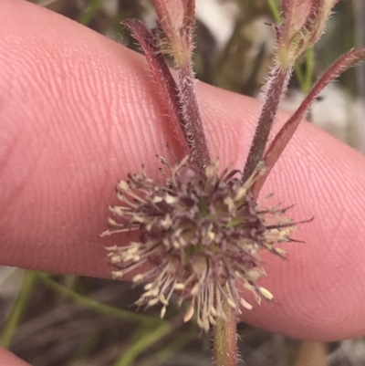 Opercularia hispida (Hairy Stinkweed) at Fisher, ACT - 5 Nov 2022 by Tapirlord