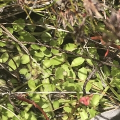 Isotoma fluviatilis subsp. australis (Swamp Isotome) at Fisher, ACT - 5 Nov 2022 by Tapirlord