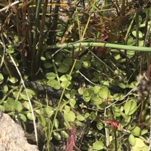 Isotoma fluviatilis subsp. australis at Fisher, ACT - 5 Nov 2022