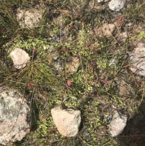 Isotoma fluviatilis subsp. australis at Fisher, ACT - 5 Nov 2022 12:18 PM