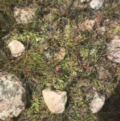 Isotoma fluviatilis subsp. australis at Fisher, ACT - 5 Nov 2022
