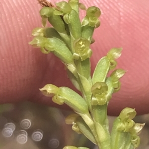 Microtis unifolia at Fisher, ACT - 5 Nov 2022