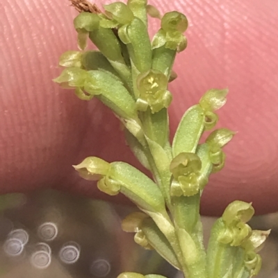 Microtis unifolia (Common Onion Orchid) at Mount Taylor - 5 Nov 2022 by Tapirlord