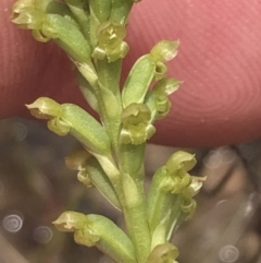 Microtis unifolia at Fisher, ACT - 5 Nov 2022