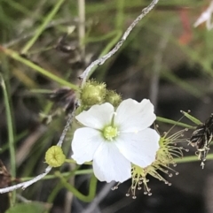 Drosera gunniana (Pale Sundew) at Fisher, ACT - 5 Nov 2022 by Tapirlord