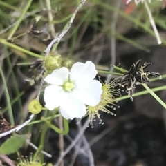 Drosera gunniana at Fisher, ACT - 5 Nov 2022 12:15 PM