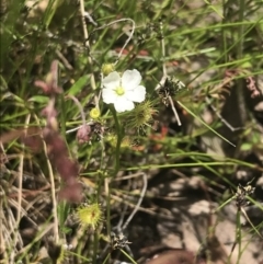 Drosera gunniana at Fisher, ACT - 5 Nov 2022 12:15 PM