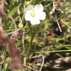 Drosera gunniana at Fisher, ACT - 5 Nov 2022 12:15 PM