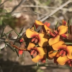 Dillwynia sericea (Egg And Bacon Peas) at Fisher, ACT - 5 Nov 2022 by Tapirlord