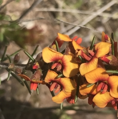 Dillwynia sericea (Egg And Bacon Peas) at Fisher, ACT - 5 Nov 2022 by Tapirlord