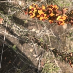 Dillwynia sericea at Fisher, ACT - 5 Nov 2022