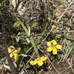 Goodenia hederacea subsp. hederacea (Ivy Goodenia, Forest Goodenia) at Fisher, ACT - 5 Nov 2022 by Tapirlord