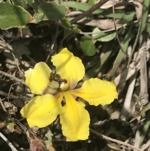 Goodenia hederacea subsp. hederacea at Fisher, ACT - 5 Nov 2022 12:14 PM