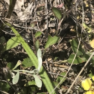 Goodenia hederacea subsp. hederacea at Fisher, ACT - 5 Nov 2022 12:14 PM