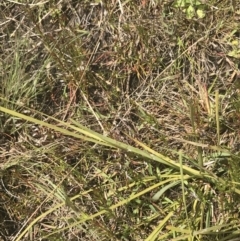 Lomandra filiformis subsp. coriacea (Wattle Matrush) at Mount Taylor - 5 Nov 2022 by Tapirlord